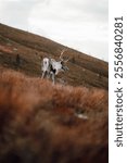 A vertical shot of a mountain reindeer (Rangifer tarandus tarandus) standing on the mountain slope