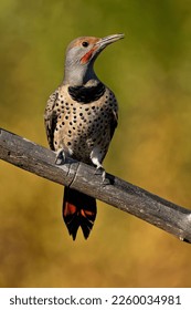 A vertical shot of a northern flicker on the branch of a tree