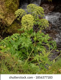 A Vertical Shot Of Norwegian Angelica Growing Near A Small River In A Forest At Daytime