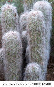 Vertical Shot Of An Old Man Cactus