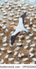 A Vertical Shot Of One Great Albatross In Flight With Many Birds On The Beach