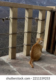 A Vertical Shot Of An Orange Cat Sitting On A House Porch