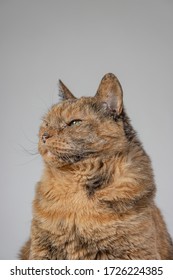 A vertical shot of an orange grumpy cat with a blurred background