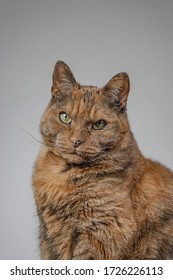 A vertical shot of an orange grumpy cat