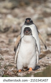 A Vertical Shot Of A Pair Of Penguins Marching Outdoors