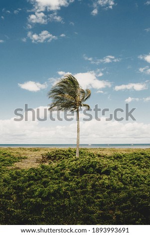 Similar – Landscape shot with wind turbines between fields and four flying cranes in front of a blue sky