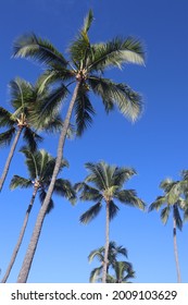 ハワイ 縦 の画像 写真素材 ベクター画像 Shutterstock