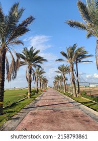 A vertical shot of a path with palm trees on a sunny day