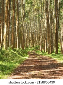 A Vertical Shot Of A Path Through The Forest Of Blue Gum Trees In Daylight