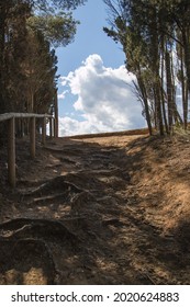 A Vertical Shot Of A Path Uphill Through A Park