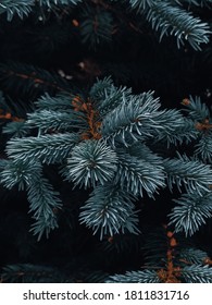 A vertical shot of pine tree leaves