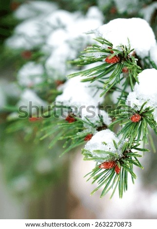 A vertical shot of a pine tree leaves covered by snow during winter