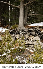Vertical shot of pine tree roots clinging to grey rocks on Vitosha mountain, Bulgaria. Mountain forest landscape with melting snow. Concept of strength, resilience, and nature survival. 4k image.