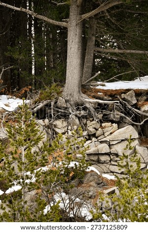 Vertical shot of pine tree roots clinging to grey rocks on Vitosha mountain, Bulgaria. Mountain forest landscape with melting snow. Concept of strength, resilience, and nature survival. 4k image.