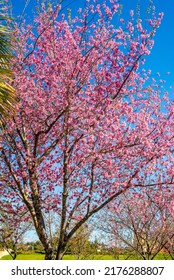 A Vertical Shot Of A Pink Blooming Tree