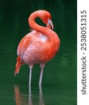 A vertical shot of a pink flamingo wading in a green pond