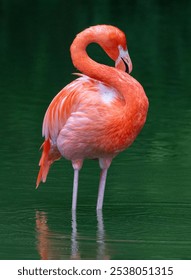 A vertical shot of a pink flamingo wading in a green pond