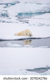 A Vertical Shot Of A Polar Bear Lying On The Polar Ice Cap In The Daylight