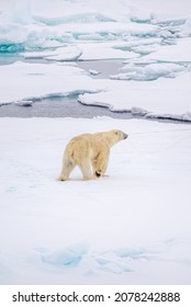 A Vertical Shot Of A Polar Bear On The Polar Ice Cap In The Daylight