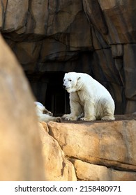 A Vertical Shot A Polar Bear In A Zoo Habitat