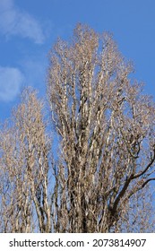 A Vertical Shot Of Poplar Tree Against Blue Sky