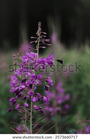 Similar – Image, Stock Photo Bee on willowherb