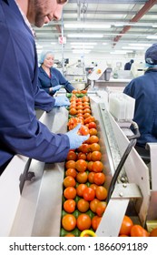 Vertical Shot Of Quality Control Worker Inspecting Ripe Red Tomatoes On Production Line In A Food Processing Plant