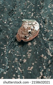 A Vertical Shot Of A Red Abalone On A Rock 