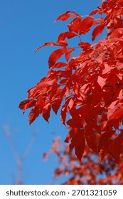 A vertical shot of red maple tree leaves against blue sky background