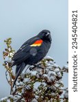 A vertical shot of a red-winged blackbird sitting on a snow-covered bush