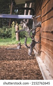 A Vertical Shot Of Ring-tailed Lemurs Jumping And Hanging From Wall In Yorkshire Wildlife Park