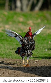 A vertical shot of a rooster flapping its wings on a sunny day