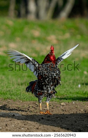 A vertical shot of a rooster flapping its wings on a sunny day