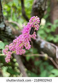 A vertical shot of a rover fireflies (Photinus) sitting on pink steeplebushes