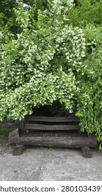Vertical shot of a rustic wooden log bench sitting under a large blooming white jasmine shrub