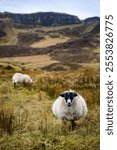 A vertical shot of Scottish sheep grazing in the Quiraing on the Isle of Skye, Scotland