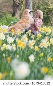 Vertical shot of a senior woman kneeling playing with her dog in a daffodil field on a sunny day.