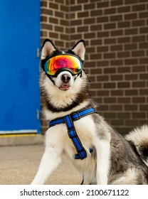 A Vertical Shot Of A Siberian Husky Wearing Glasses