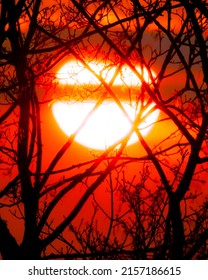 A vertical shot of a silhouette of leafless tree branches in the background of late sunset in the red sky 