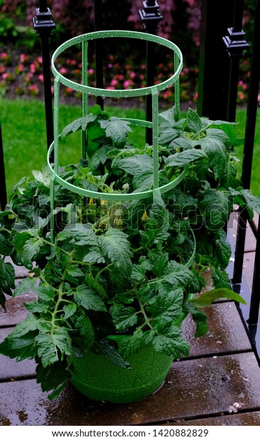 Vertical Shot Single Patio Tomato Plant Stock Photo Edit Now