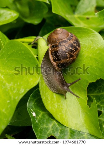 Similar – Image, Stock Photo snail shell