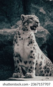 A vertical shot of a snow leopard (Panthera uncia), a vulnerable species - Shutterstock ID 2367157707