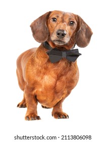 Vertical Shot Of A Sophisticated Weiner Dog Wearing A Black Bowtie Isolated On White.  Copy Space.