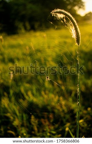 Similar – Grass fireworks 4 Nature