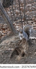 A vertical shot of a squirrel on a tree stump in the woods