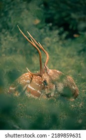 A vertical shot of a Sri Lankan axis deer (Axis axis ceylonensis) lying on grass
