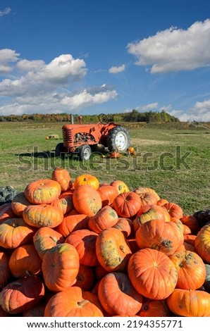 A vertical shot of stack of orange pumpkins in the field with tractor in the background