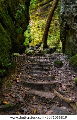 A vertical shot of steps and trees in Dismals Canyon in Alabama