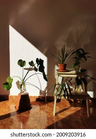 A Vertical Shot Of A Sunny House Corner With Beautiful House Plants Growing Inside