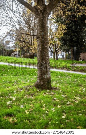 Vertical shot of a thick tree trunk in a park setting, surrounded by bright green grass and scattered autumn leaves, with a blurred background of buildings and a walkway.